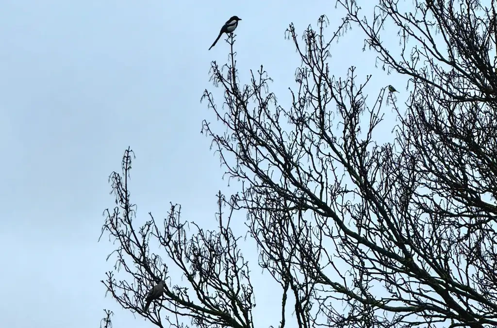 Leafless tree branches against a pale sky with several small birds perched on the highest twigs.